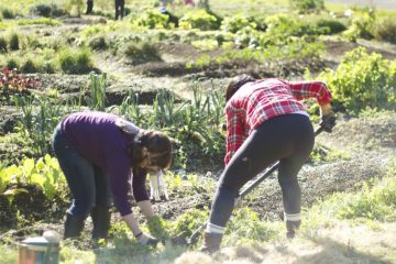 Volunteers working at the Indigenous Health Research and Education Garden, UBC Farm. Photo: Olivia Szostek