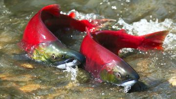 Indigenous data sovereignty can help save British Columbia’s wild salmon